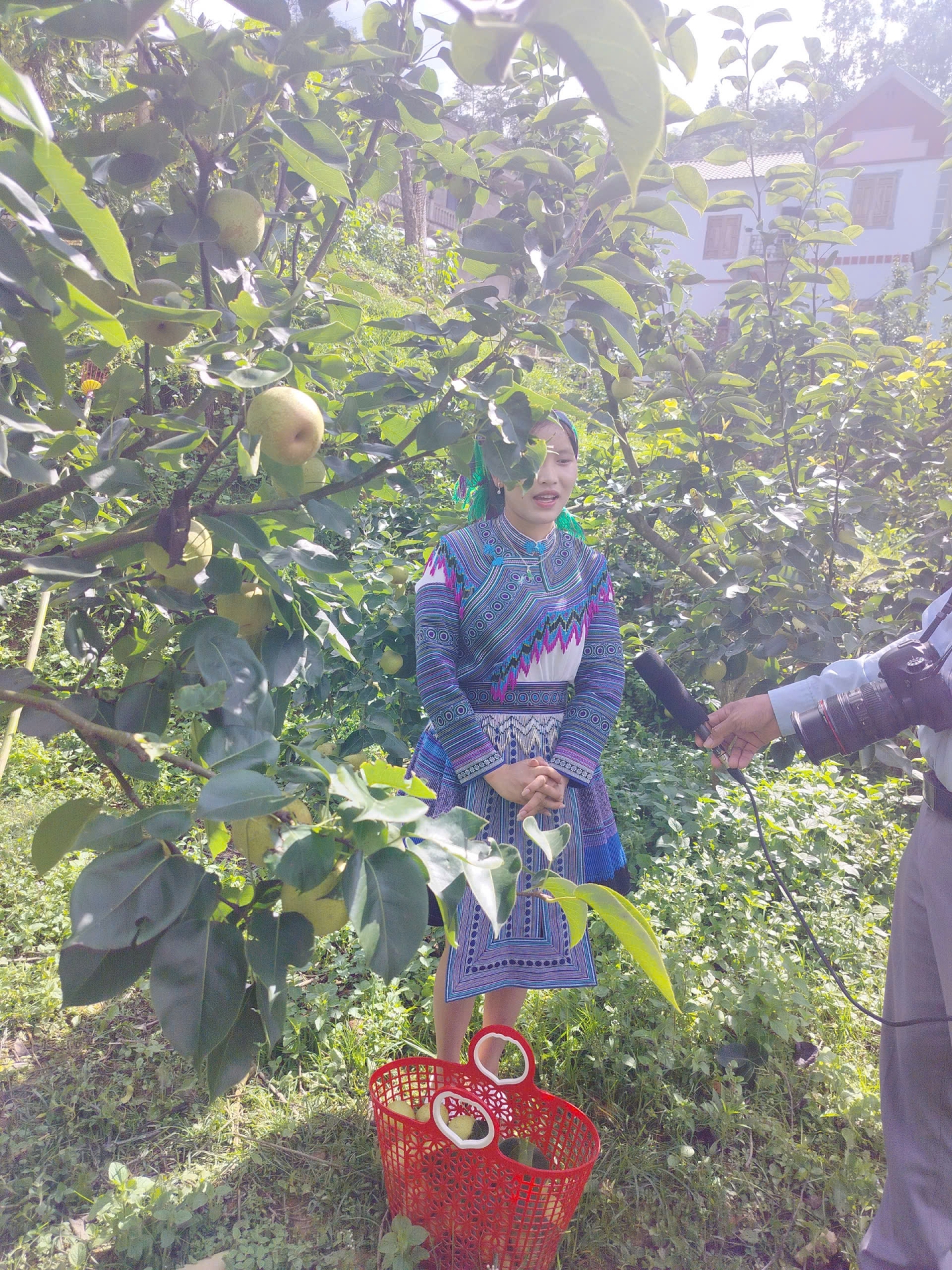 hương sắc vùng cao